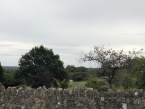 IMG_0942